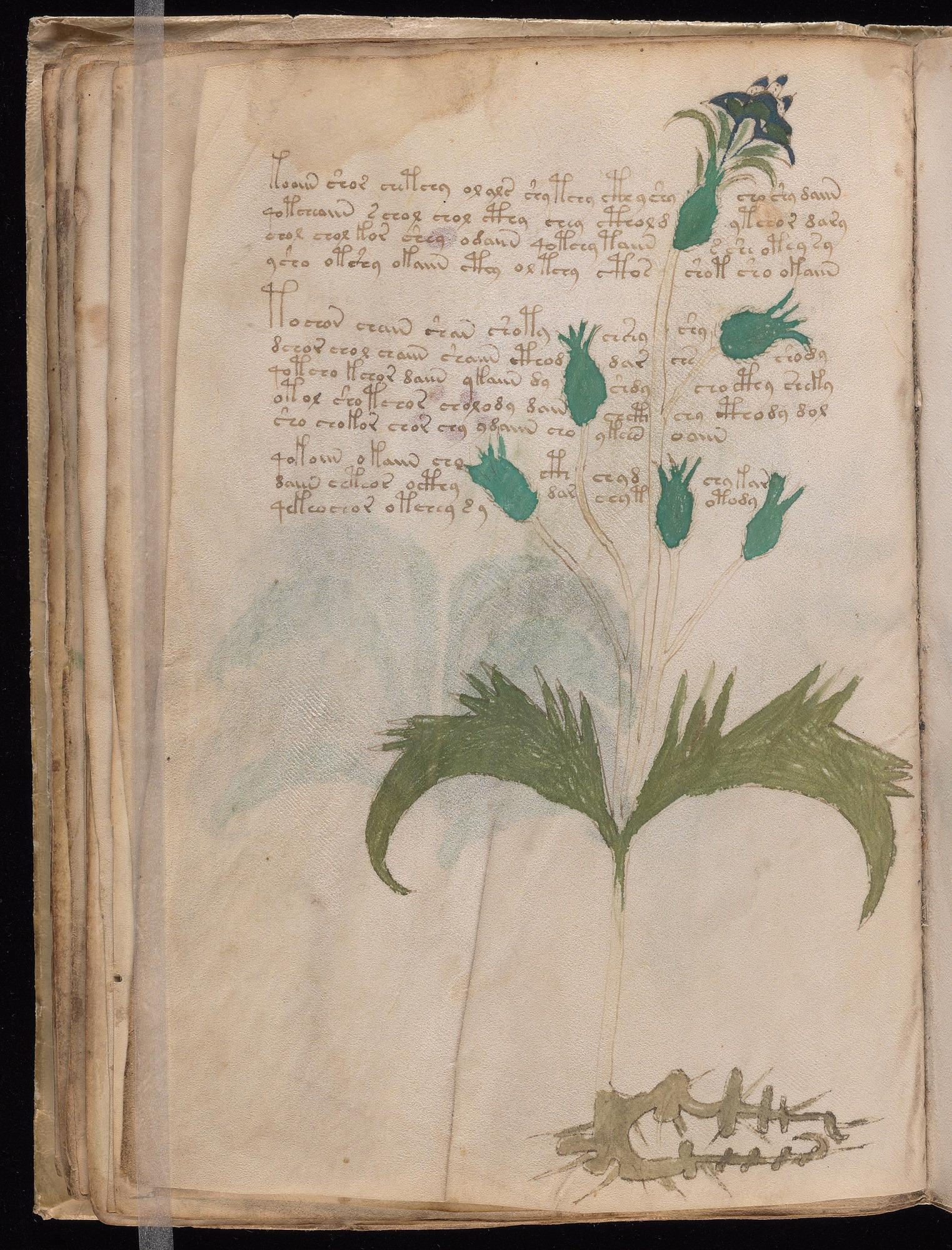 Voynich Manuscript folio f29v — Beinecke MS 408